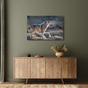 Obraz - Vyjúci vlk (90x60 cm)