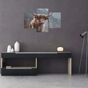 Obraz - Highlander krava (90x60 cm)