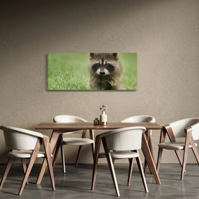 Obraz mývala (120x50 cm)