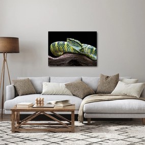 Obraz - Štrkáč Waglerov (70x50 cm)