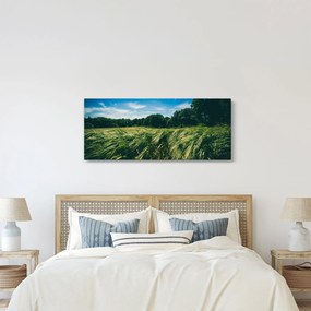 Obraz lúky a lesa (120x50 cm)
