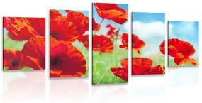 5-dielny obraz kvety maku na lúke - 100x50