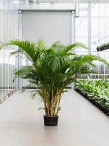 Dypsis Areca lutescens Tuft 32/19 výška 200 cm