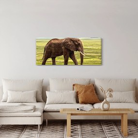 Obraz slona (120x50 cm)