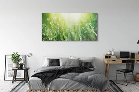 Obraz plexi Tráva slnko kvapky 140x70 cm