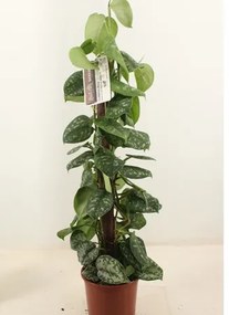 Scindapsus pictus trebie column 19x80 cm