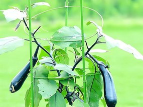 Kruhová opora pre rastliny v kvetináčoch VERK 01894 - 3 kruhy