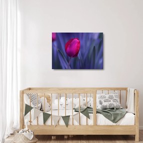 Sklenený obraz pupete tulipánu (70x50 cm)