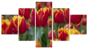 Tulipánové polia - obraz