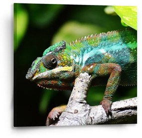 Sablio Obraz Chameleón - 50x50 cm