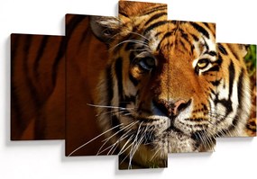 Obraz tigra (150x105 cm)