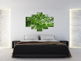 Obraz - Pohľad do korún stromov (150x105 cm)
