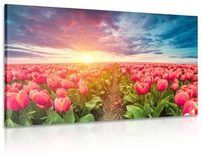 Obraz východ slnka nad lúkou s tulipánmi - 120x80