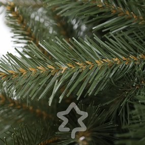 Smrek Kavkazský 210 cm