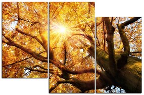 Obraz na plátne - Slnko cez vetvi stromu 1240D (105x70 cm)