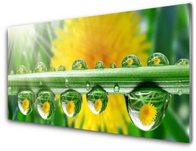 Skleneny obraz Stonka kvapky rosa rastlina 140x70 cm