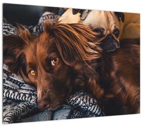 Sklenený obraz ležiacich psov (70x50 cm)