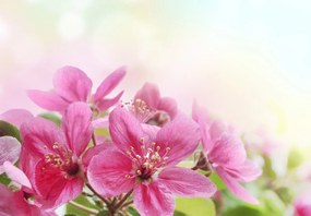 Fototapeta - Kvety čerešní (147x102 cm)