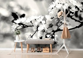 Fototapeta čiernobiely čerešňový kvet - 150x100