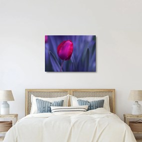 Obraz pupete tulipánu (70x50 cm)