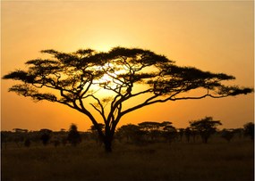 Obraz - Africká savana (70x50 cm)