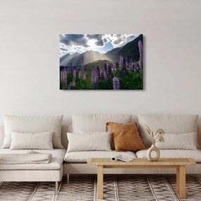 Obraz - Scenérie vlčích bôbov (90x60 cm)