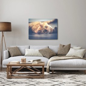 Obraz mačky na podlahe (70x50 cm)