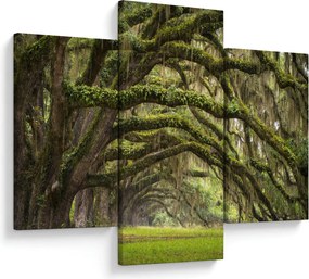 Obraz - Oaks Avenue, Charleston, Južná Karolína, USA (90x60 cm)