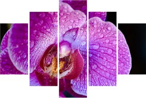 Detailný obraz kvetu orchidey (150x105 cm)
