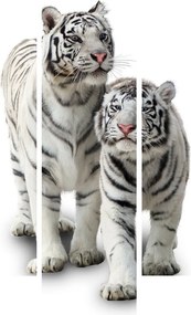 Obraz - Biely tiger (150x105 cm)