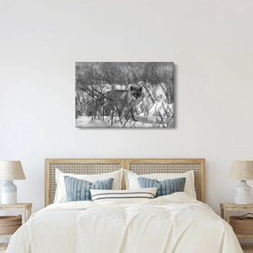 Obraz - Líška v zime (90x60 cm)