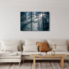 Obraz stromov s presvitajúcim slnkom (90x60 cm)