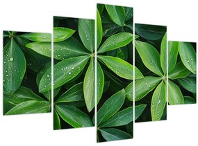 Obraz - Listy s kvapkami rosy (150x105 cm)