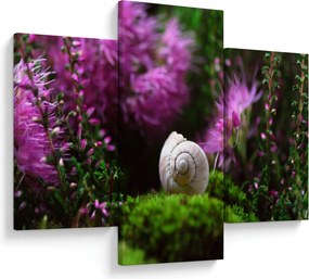 Obraz - Slimáková ulita (90x60 cm)