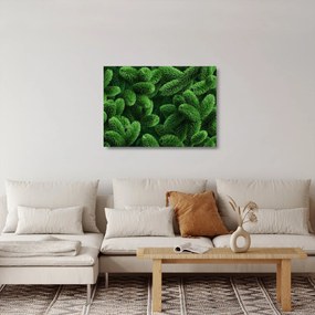 Sklenený obraz - Vetvičky ihličnanu (70x50 cm)