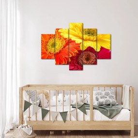 Obraz - Kvety Gerbery (150x105 cm)