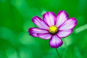 Samolepiaca fototapeta záhradný kvet krasuľky - 300x200