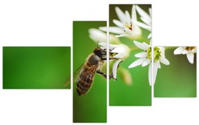 Fotka včely - obraz