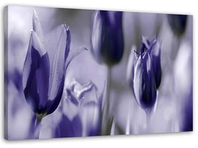 Obraz na plátně Tulipány Květiny Fialová - 120x80 cm