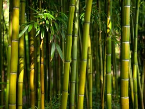 Fototapeta - Ázijský bambusový les 350x270 + zadarmo lepidlo