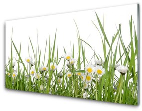 Obraz na skle Tráva sedmokrásky príroda 100x50 cm