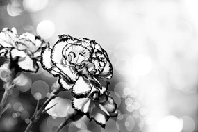Samolepiaca tapeta romantický kvet karafiátu v čiernobielom prevedení
