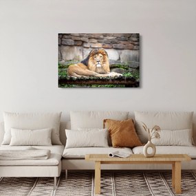 Obraz leva (90x60 cm)