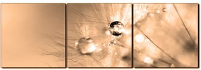 Obraz na plátne - Dandelion z kvapkami rosy - panoráma 5262FB (90x30 cm)
