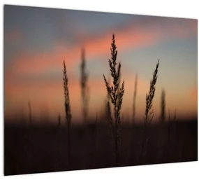 Obraz - Silueta rastliny (70x50 cm)