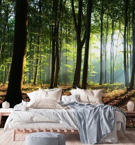 Gario Fototapeta Les a slnko prenikajúce cez koruny stromov Materiál: Vliesová, Rozmery: 300 x 300 cm
