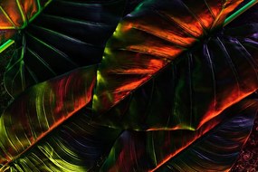 Samolepiaca tapeta tropické palmové listy