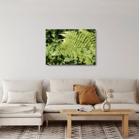 Sklenený obraz - Papradinový list (70x50 cm)