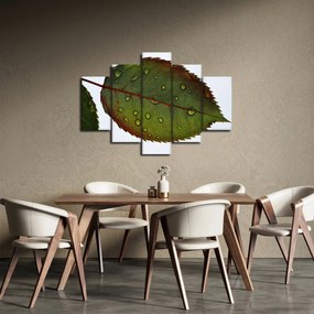Obraz - List ruže (150x105 cm)