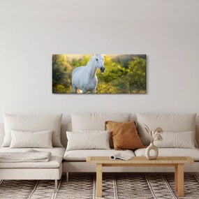 Obraz bieleho koňa na lúke (120x50 cm)